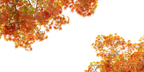 close up red and orange autumn leaves on the tree