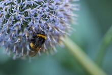 Large Bumble Bee On A Thistle. Purple Flower Echinops Sphaerocephalus. Blue Great Globe Thistle Or Pale Purple Flowering Plant. Bumble Bee And Perfect Attracting Pollinator Blossoming Flower.