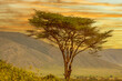 African landscape at sunrise with trees and mountains