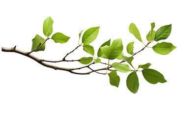 Tree branche isolated
