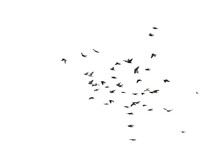 Flocks Of Flying Pigeons Isolated On White Background. Save With Clipping Path.