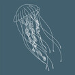 © Tatiana - Illustration, contour jellyfish on a blue background. Print, sketch, vector