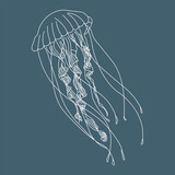Fototapeta Pokój dzieciecy - Illustration, contour jellyfish on a blue background. Print, sketch, vector