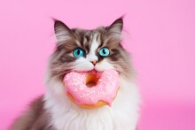 Cute Kitty With Blue Eyes Biting A Pink Donut On Pastel Pink Background.