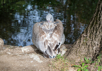 Wall Mural - The pelican lies on the shore of the lake.