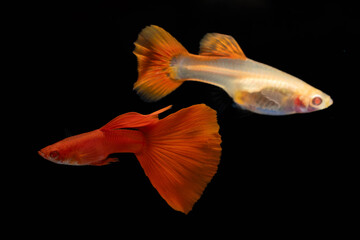 A pair of albino full red tail fancy guppy fish (Poecilia reticulata) isolated on black background. male and female guppy.