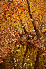 autumn leaves in the forest