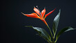 tall, thin-leafed tropical plant with a single bright orange flower