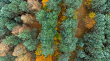 bird's eye view of a beautiful autumn forest. Golden colors, mixed forest