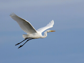 white heron flying , wings spread , blue sky
