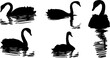 ave, cisne, animal, acuático