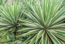 Striped Agave Leaves In Mexico, Background, Details, Texture, Pattern
