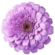 A Pink Flower (lilac And Zinnia) Isolated On A Transparent Background, With A PNG Cutout Or Clipping Path