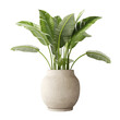 a tropical banana plant (Musa spp.) in a gray vase, house indoor or interior modern plant, isolated on a transparent background. PNG cutout or clipping path.