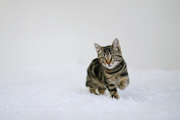 Wall Mural - Little kitten on a white blanket. Kitty three months 