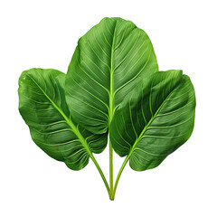 Wall Mural - tropical plant leaves, isolated on a transparent background. PNG cutout or clipping path.
