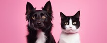 Black And White Cat And Dog Sitting Together On Pink Background. Banner With Pets.