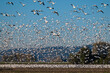 Murmuration of Snow Geese after migrating from Wrangel, Alaska.  Snow geese visit the Skagit Valley in impressive numbers during the winter months, with annual counts often exceeding 50,000.
