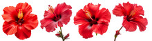 Red Hibiscus. Set Of Four Red Tropical Flowers. Rosa Sinensis.