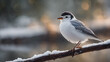 © Elise - little  bird on a snow branch in a winter snow landscape