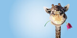 Fototapeta Zwierzęta - Cute giraffe, flower in the mouth, background, beautiful animal