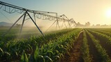 Fototapeta  - industrial irrigation of a huge corn field, a complex system of pipes, pumps and sprinklers distributing water