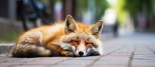 Street Littered With A Resting Red Fox