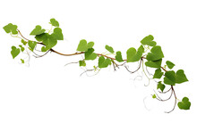 Vine Green Grape Ivy Plant, Leaves Tropic Hanging, Border Decoration Plant. Isolated On A Transparent Background. PNG, Cutout, Or Clipping Path.