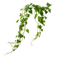 Wall Mural - vine green ivy plants, leaves tropic hanging, border decoration plants. Isolated on a transparent background. PNG, cutout, or clipping path.	
