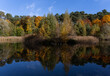 Jesienny las na tle nieba przy jeziorze.
