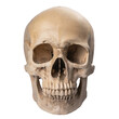 © Transparent png - realistic human skull, isolated on a transparent background with a PNG cutout or clipping path.