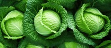 Close Up Image Of Ornamental Cabbage Decorative Plants Resembling Cabbage Green Decorative Cabbage Serving As The Background Displaying A Natural Pattern And Organic Texture The Cabbage Appe