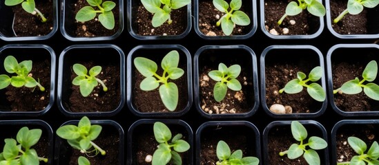 Wall Mural - Young cucumber seedlings sprouts placed in handmade transparent white pots with moist soil leaves adorned with water droplets can be seen from above in a garden green plastic box drawer res