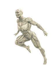 Wall Mural - female swole muscle maps on running pose