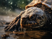 Snapping Turtle, Muddy Swamp Background, Texture Emphasized