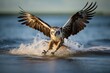 sea falcon trying to hunt in the amazon