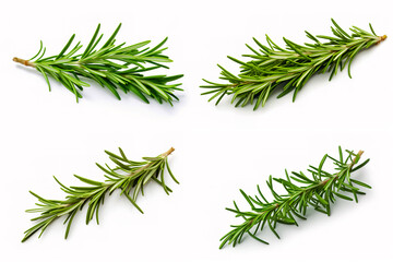 Fresh green sprig of rosemary isolated on a white background. Green natural spices.