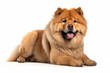 chow chow breed dog with white background
