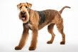 © Stefano - Airedale Dog breed dog with white background
