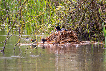 Wall Mural - Female coot with chicks on a floating nest at the waters edge.