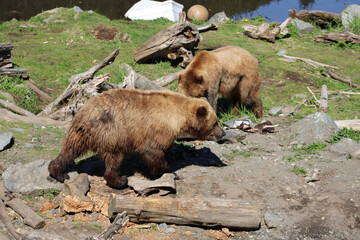 brown bear on the meadow