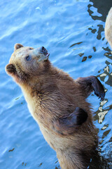 otter in a pond