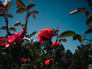 Sticker - Roses in the garden