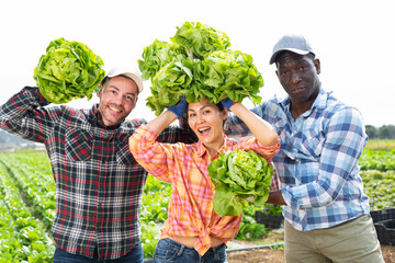 Wall Mural - Portrait of smiling male and female farm workers posing and having fun at agricultural field with new crop of organic lettuce