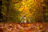 Jesienny krajobraz - kolorowe aleja w parku