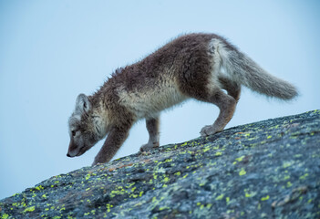 Poster - Arctic Fox - Svalbard