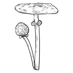 Agaric mushroom handdrawn illustration