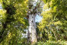 Ancient Kauri Tree Tane Mahuta In Puketi And Waipoua Forests In Northland, New Zealand