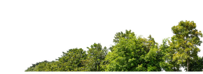Poster - Green Trees on transparent background. are Forest and foliage in summer for both printing and web pages with cut path and alpha channel