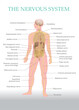 Central Nervous System, Nervous System, physiology of the nervous system, human nervous system